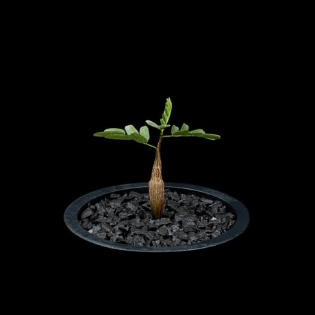 センナ メリディオナリス / Senna meridionalis #17