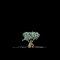 モンソニア ペニクリナム / Monsonia peniculina #16