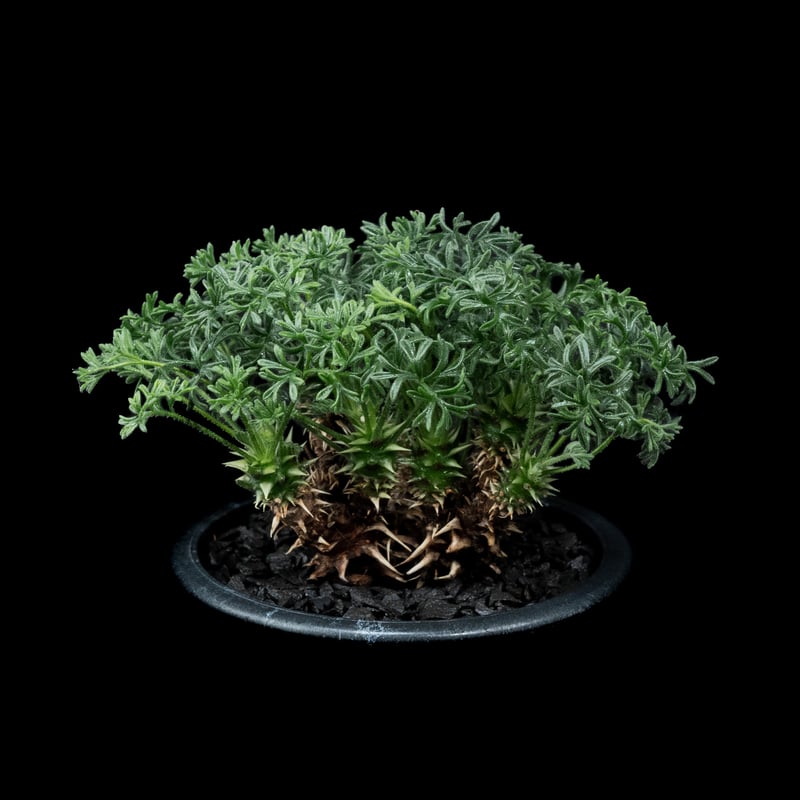 ペラルゴニウム ヒストリクス / Pelargonium hystrix #2 | Ducks