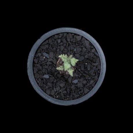 ペラルゴニウム アッペンディクラツム / Pelargonium appendiculatum #2