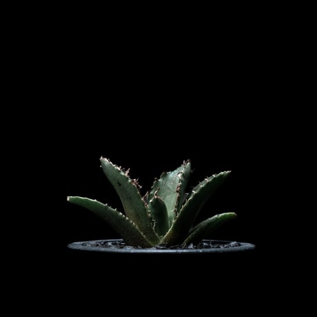 アガベ チタノタ 白鯨 / Agave titanota ‘White Whale’ #21