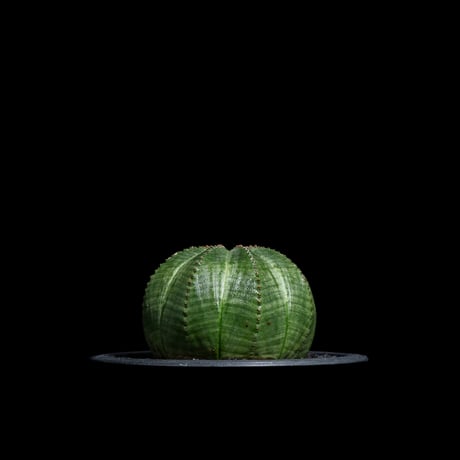 ユーフォルビア オベサ / Euphorbia obesa #21