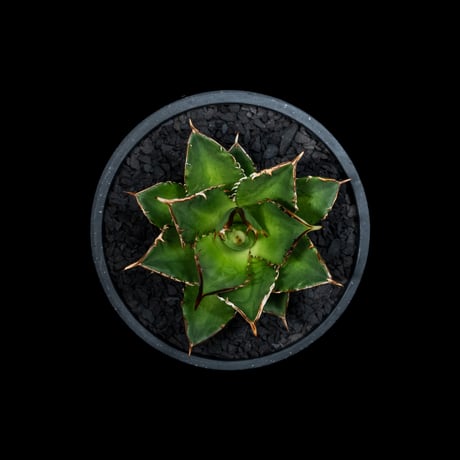 アガベ チタノタ 大島 / Agave titanota ‘Oshima’ #1