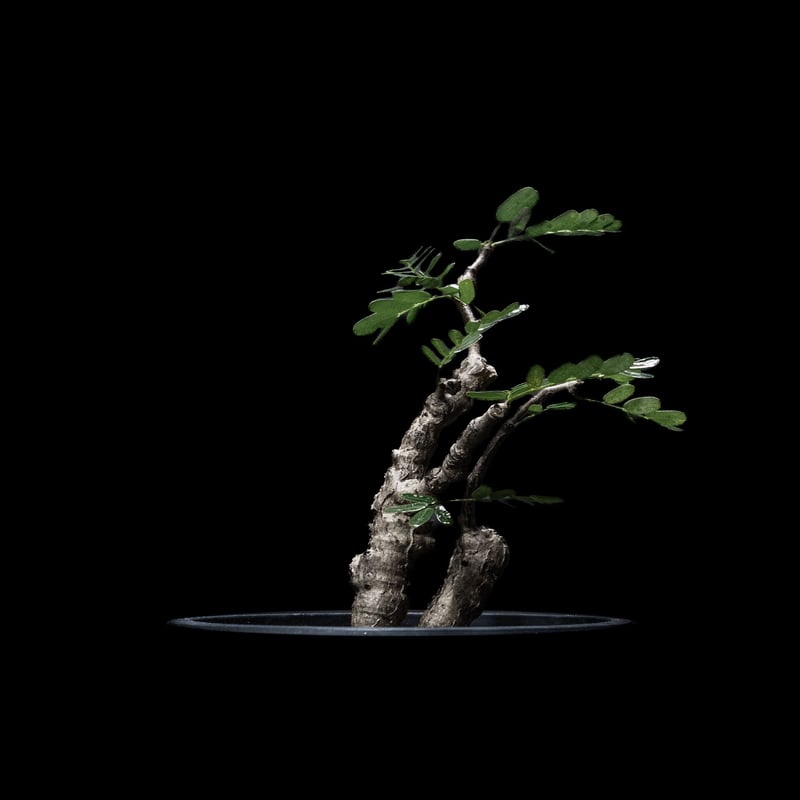 センナメリディオナリス　盆栽　極太　大株 センナ・メリディオナリス / 盆栽、多肉植物、塊根植物、観葉植物通販