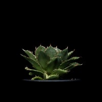 アガベ 王妃笹の雪 A型 白覆輪斑 ピンキー / Agave filifera var. co