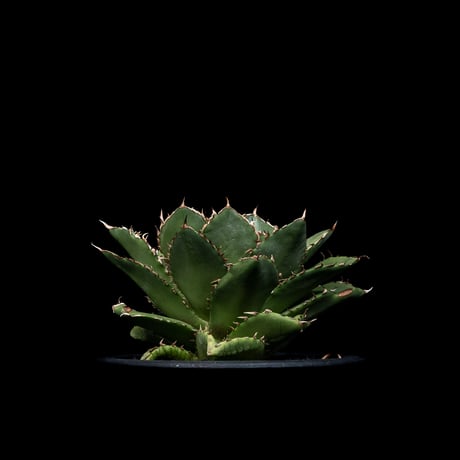 CATEGORY チタノタ フィリグリー | Ducks ( plants. ) CATEGORY チタノタ フィリグリー | Ducks ( plants. )