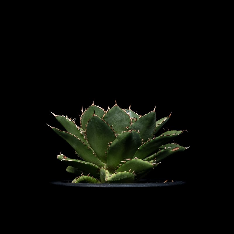 アガベ チタノタ フィリグリー (拇指厳竜) / Agave titanota 'Filigr