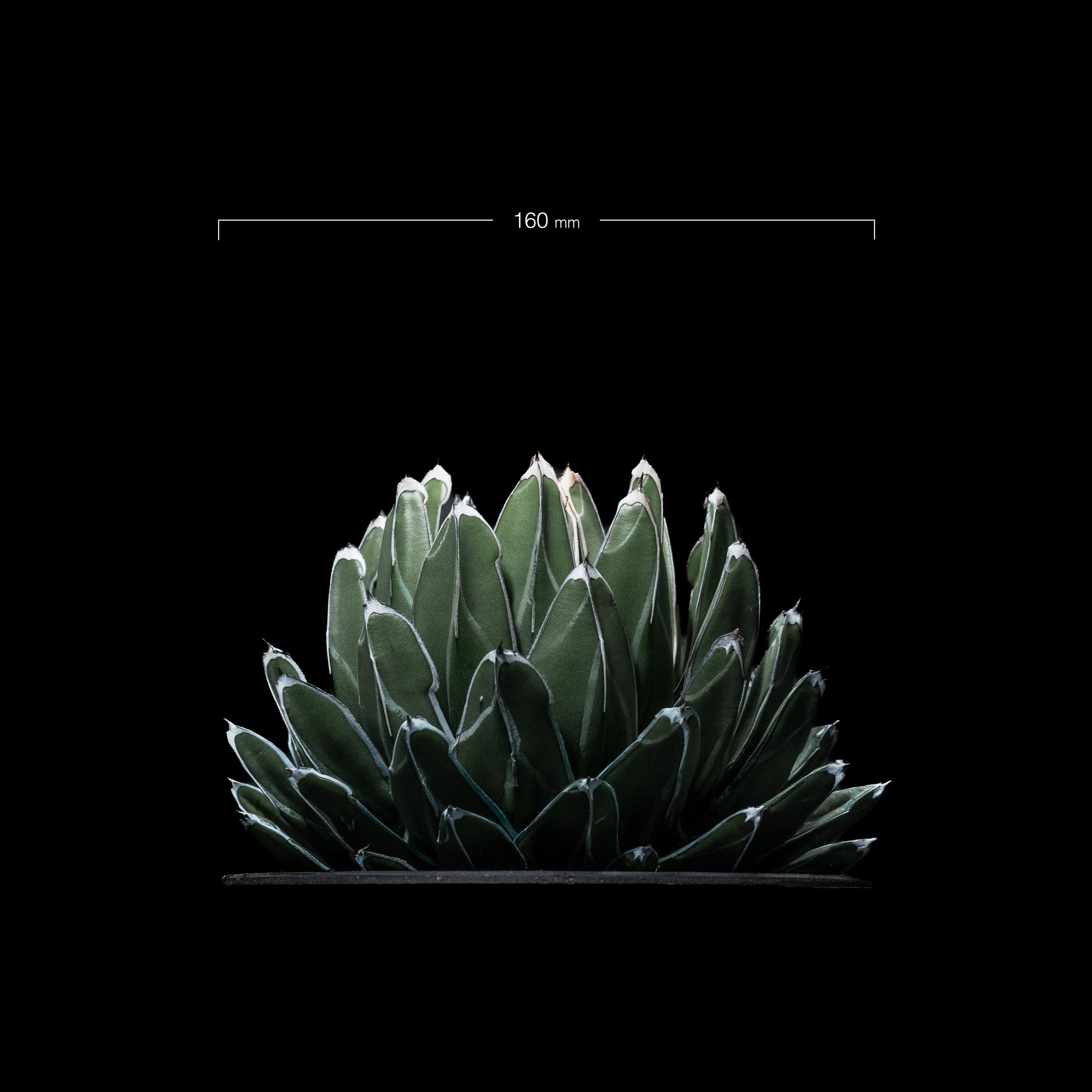 アガベ 笹の雪 / Agave victoriae-reginae | Ducks ( pla