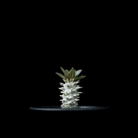 パキポディウム ホロンベンセ / Pachypodium horombense #4