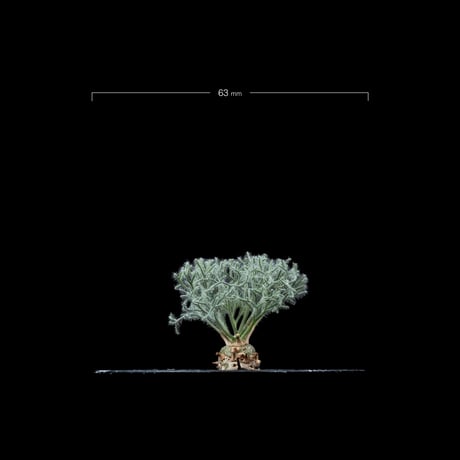 モンソニア ペニクリナム / Monsonia peniculina #16