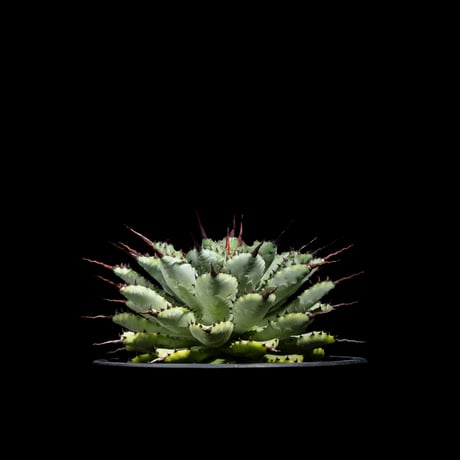 アガベ 八荒雷神 / Agave potatorum × macroacantha #1