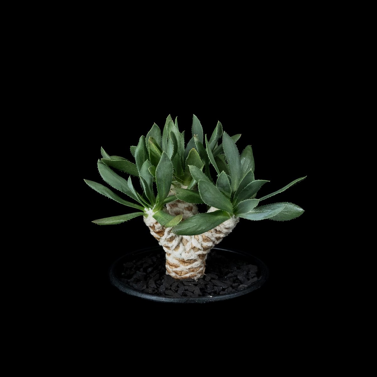 オトンナ レトロルサ / Othonna retrorsa #1 | Ducks ( plan