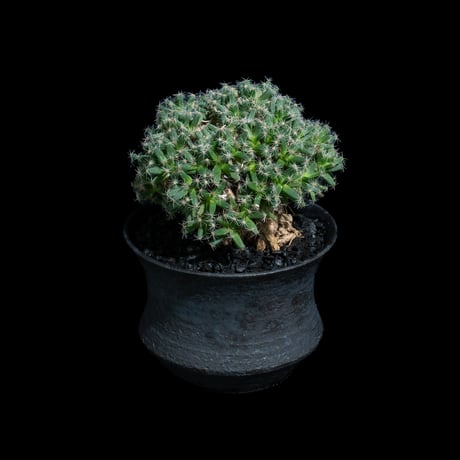 トリコディアデマ デンサム / Trichodiadema densum #27