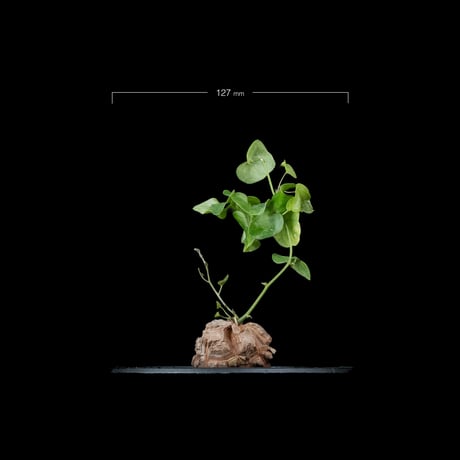 ディオスコレア 亀甲竜 / Dioscorea elephantipes #1