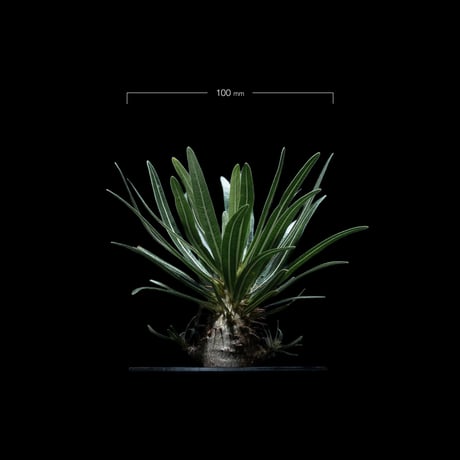 パキポディウム グラキリス / Pachypodium rosulatum var. gracilius #40