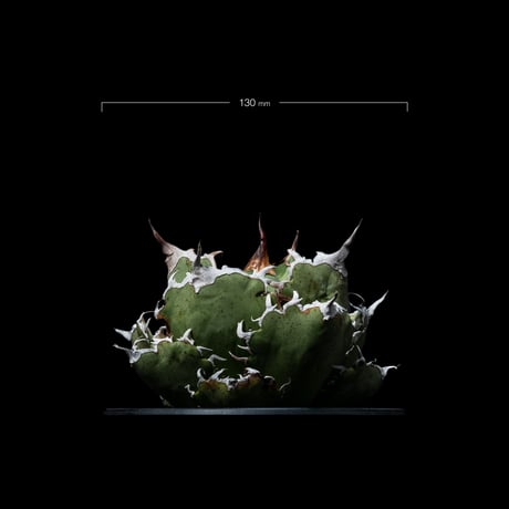 アガベ チタノタ 白鯨 / Agave titanota ‘White Whale’ #38
