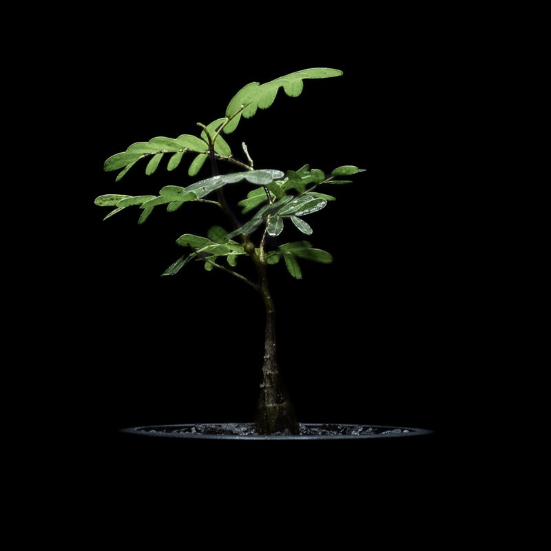 センナ メリディオナリス / Senna meridionalis #6 | Ducks (