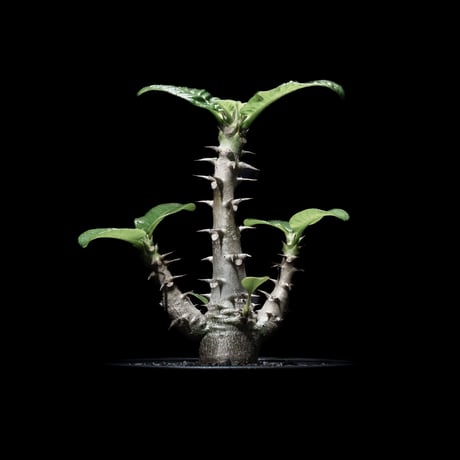 パキポディウム ウィンゾリー / Pachypodium baronii var. windsorii