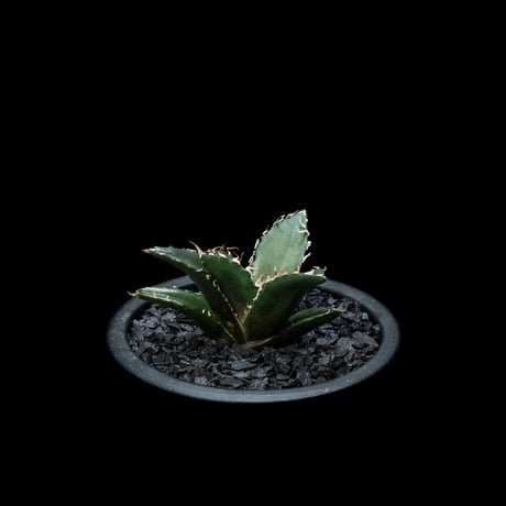 アガベ チタノタ 白鯨 / Agave titanota ‘White Whale’ #28