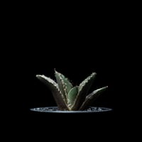 アガベ チタノタ 白鯨 / Agave titanota ‘White Whale’ #15