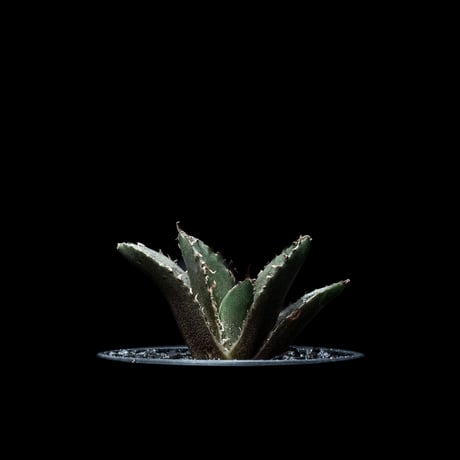 アガベ チタノタ 白鯨 / Agave titanota ‘White Whale’ #15