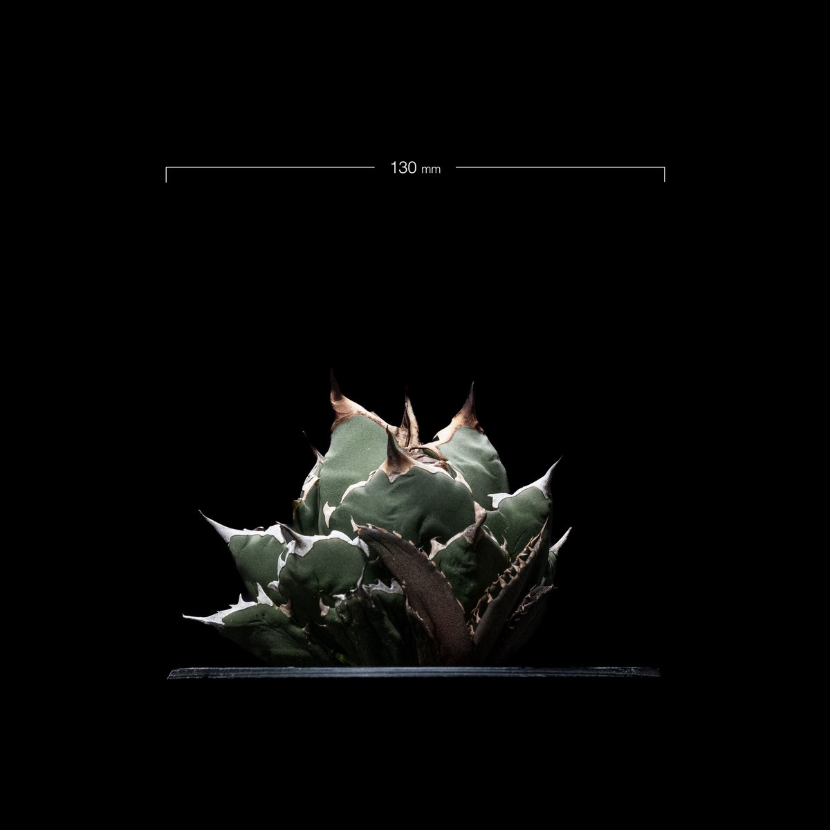 アガベ チタノタ 姫厳竜 子株付き / Agave titanota 'Dwarf' #14 アガベ チタノタ 姫厳竜 子株付き / Agave titanota 'Dwarf' #14