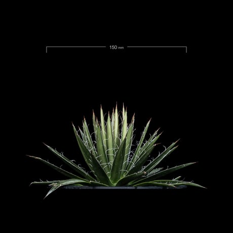 アガベ ムルチフィリフェラ / Agave multifilifera #1