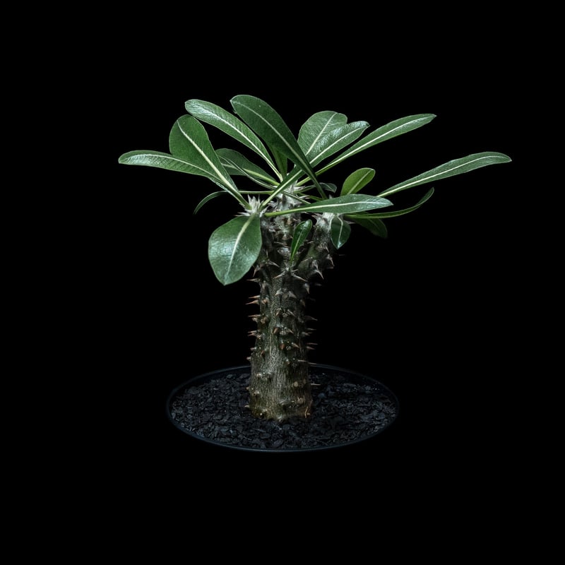 パキポディウム 伊藤ハイブリッド / Pachypodium 'Itoh Hybrid