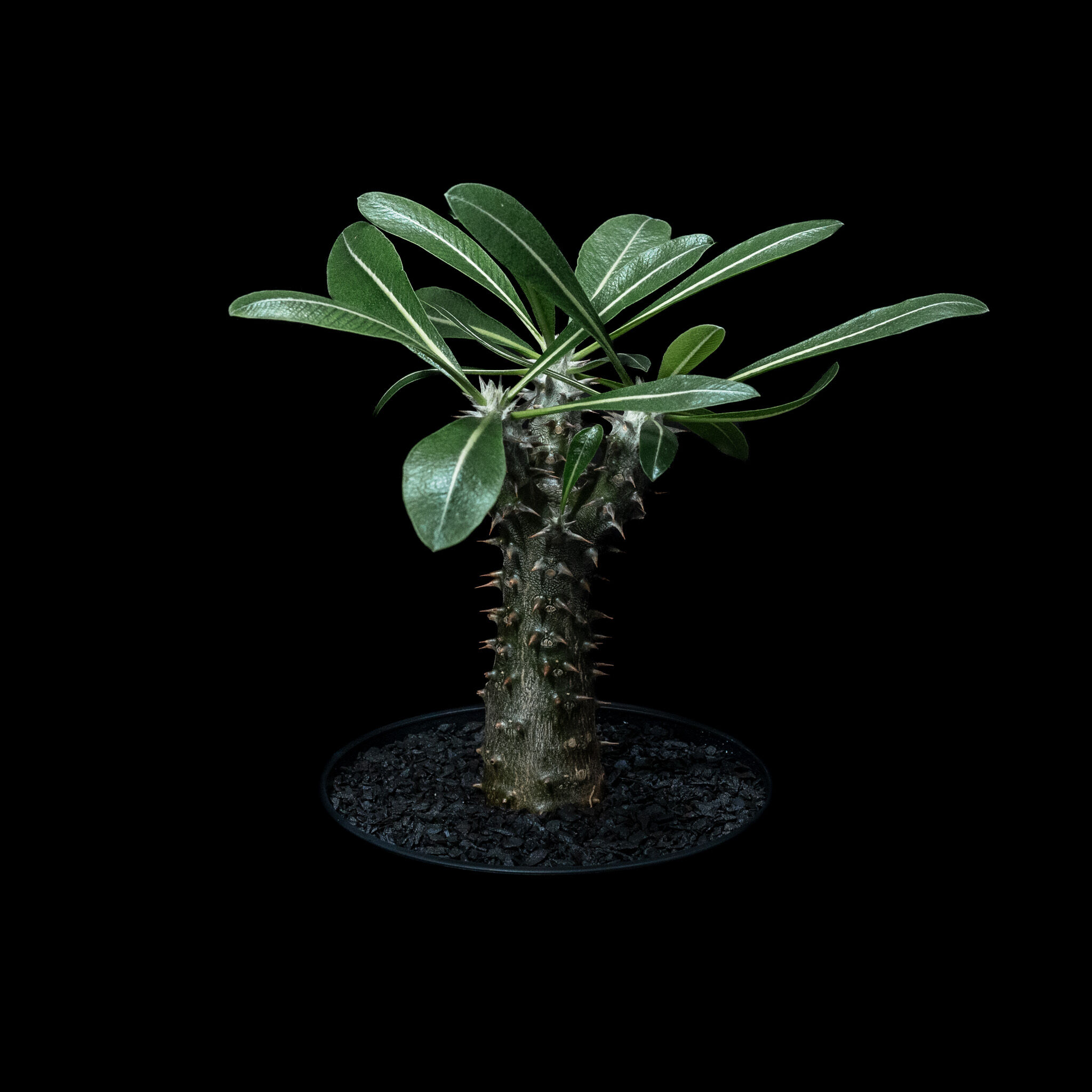 パキポディウム・ハイブリッド(鉢セット・送料込み) パキポディウム 伊藤ハイブリッド / Pachypodium 'Itoh Hybrid' #1