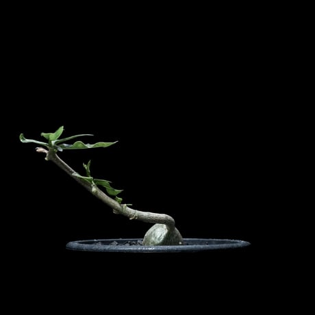 フォッケア エデュリス / Fockea edulis #3