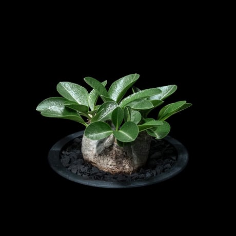 パキポディウム ブレビカウレ / Pachypodium brevicaule #6