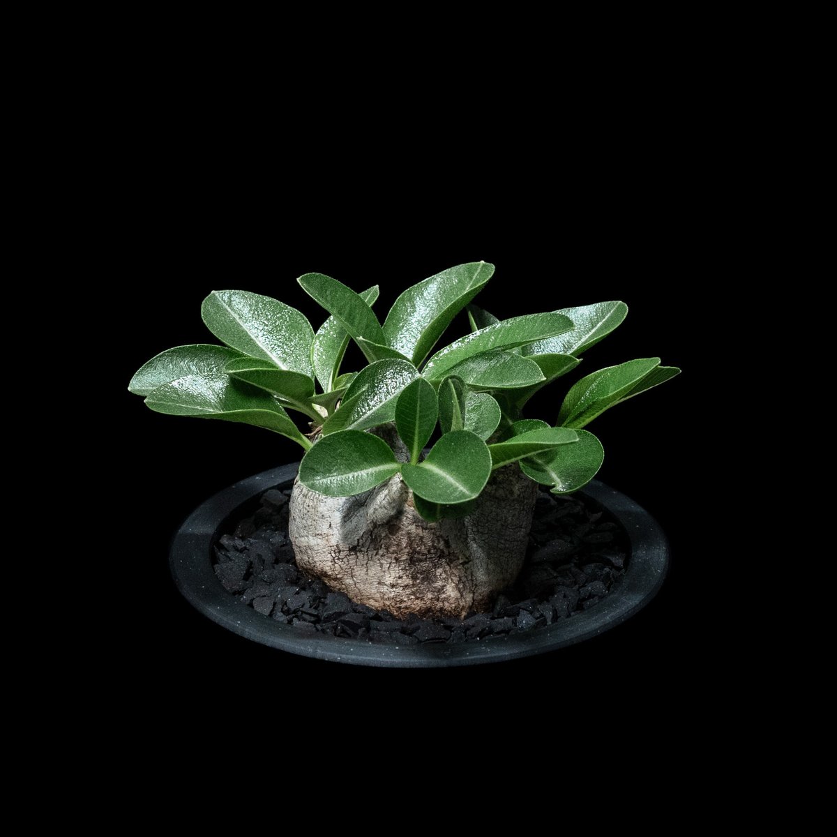 Pachypodium brevicaule パキポディウム・ブレビカウレ Pachypodium brevicaule【パキポディウム・ブレビカウレ・実生