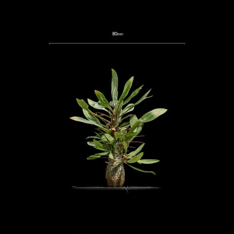 フォークイエリア プルプシー / Fouquieria purpusii #1