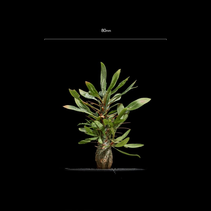 フォークイエリア プルプシー / Fouquieria purpusii #1 | Ducks