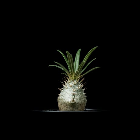 パキポディウム グラキリス / Pachypodium rosulatum var. gracilius #55