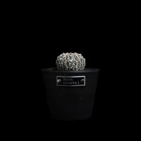 アストロフィツム アステリアス V-type / Astrophytum asterias 'V-type' #6