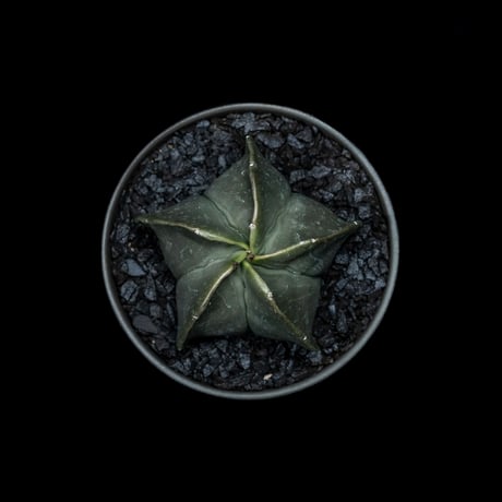アストロフィツム 碧瑠璃鸞鳳玉 / Astrophytum myriostigma var. nudum