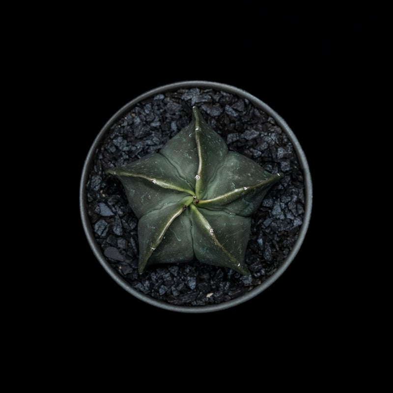 アストロフィツム 碧瑠璃鸞鳳玉 / Astrophytum myriostigma var.