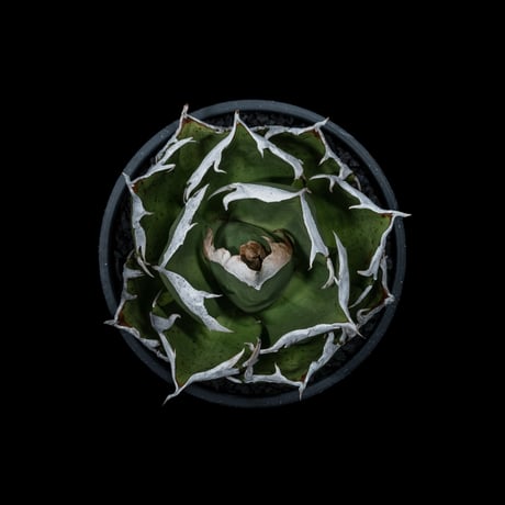 アガベ チタノタ 鬼爪 / Agave titanota ‘Ghost Claw’ #1
