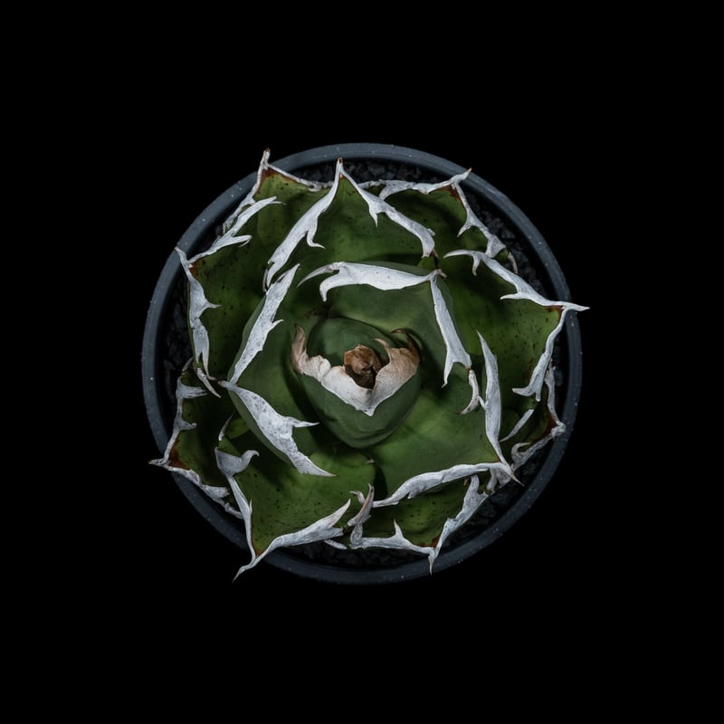 アガベ チタノタ 鬼爪 / Agave titanota 'Ghost Claw' #1 |