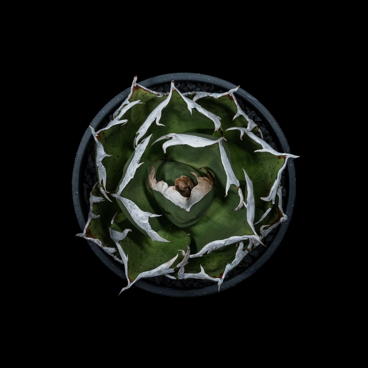 アガベ チタノタ 鬼爪 / Agave titanota 'Ghost Claw' #1 | アガベ チタノタ 鬼爪 / Agave titanota 'Ghost Claw' #1 |