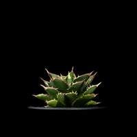 2 アガベ 笹の雪 氷山 強斑 TC苗 特選 Agave 'Hyouzan' 2 アガベ 笹の雪 氷山 強斑 TC苗 特選 Agave 'Hyouzan' アガベ 氷山