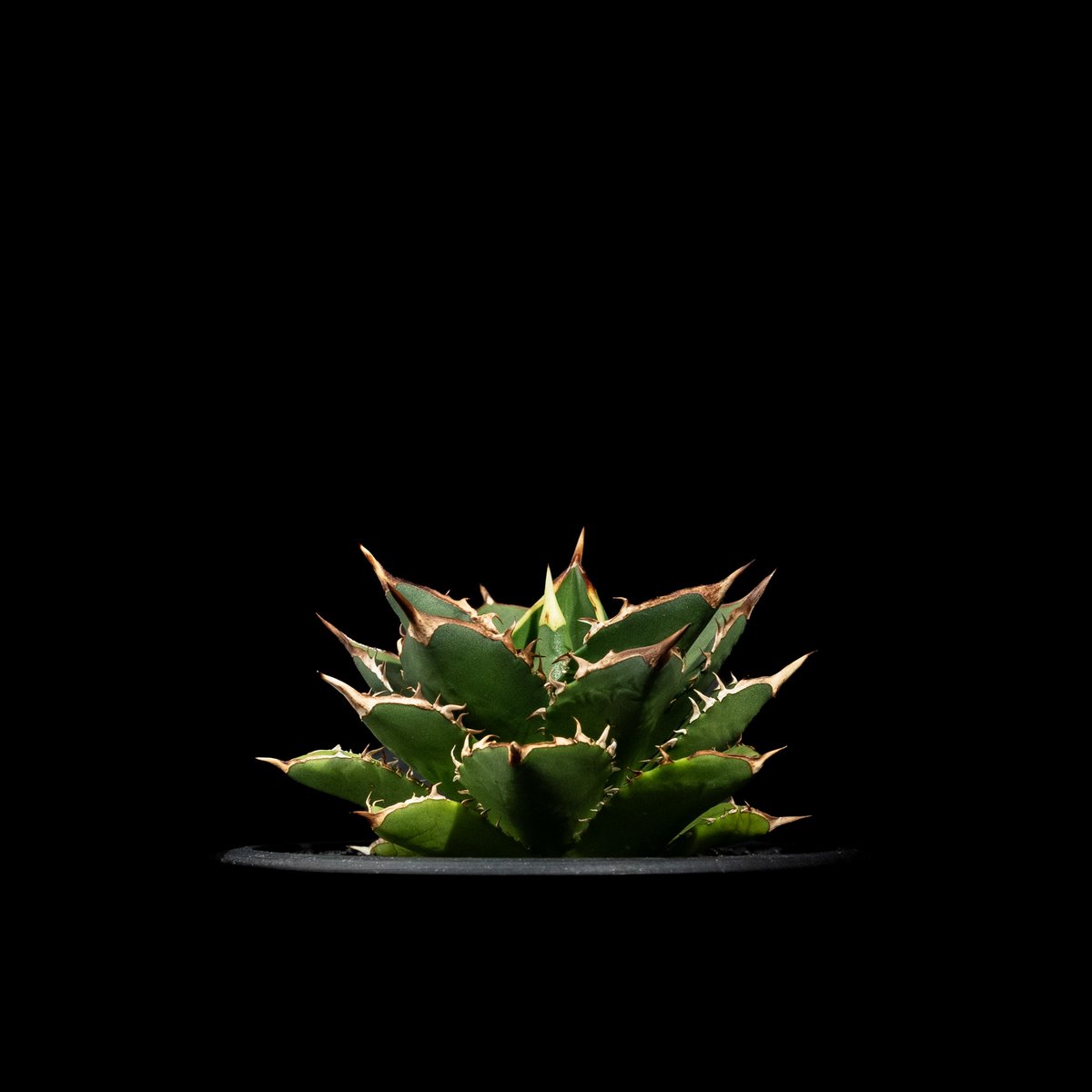 アガベ チタノタ 大島 / Agave titanota 'Oshima' #1 | Duck