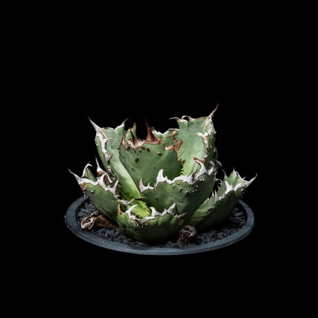 アガベ・チタノタ FO-222 / Agave titanota ‘FO-222’ #1