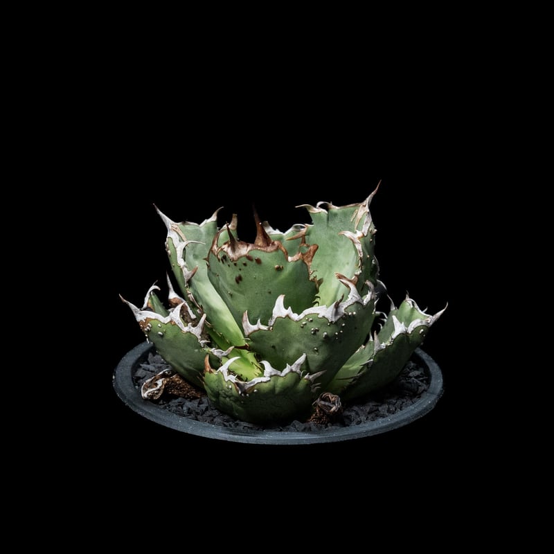 アガベ・チタノタ FO-222 / Agave titanota