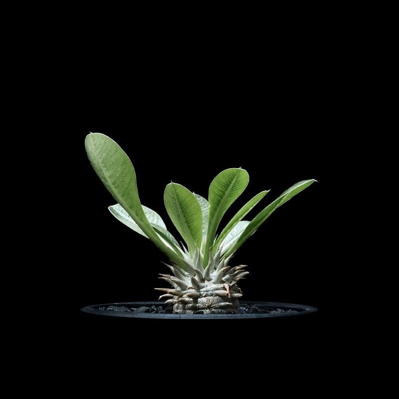 パキポディウム ブレビカリックス / Pachypodium densiflorum
