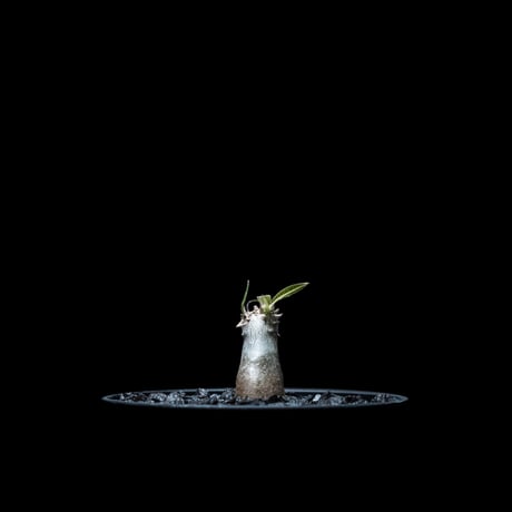 パキポディウム グラキリス / Pachypodium rosulatum var. gracilius #11