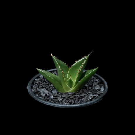 アガベ チタノタ ハデス / Agave titanota ‘Hades’ #7