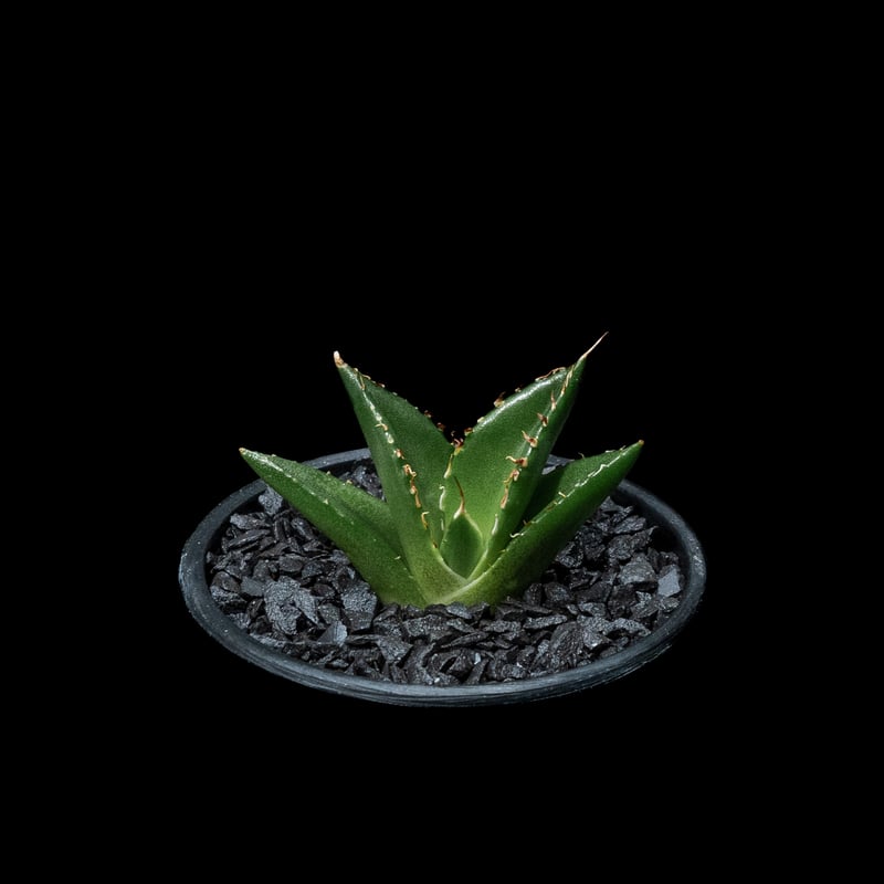 アガベ チタノタ ハデス / Agave titanota 'Hades' #7 | D