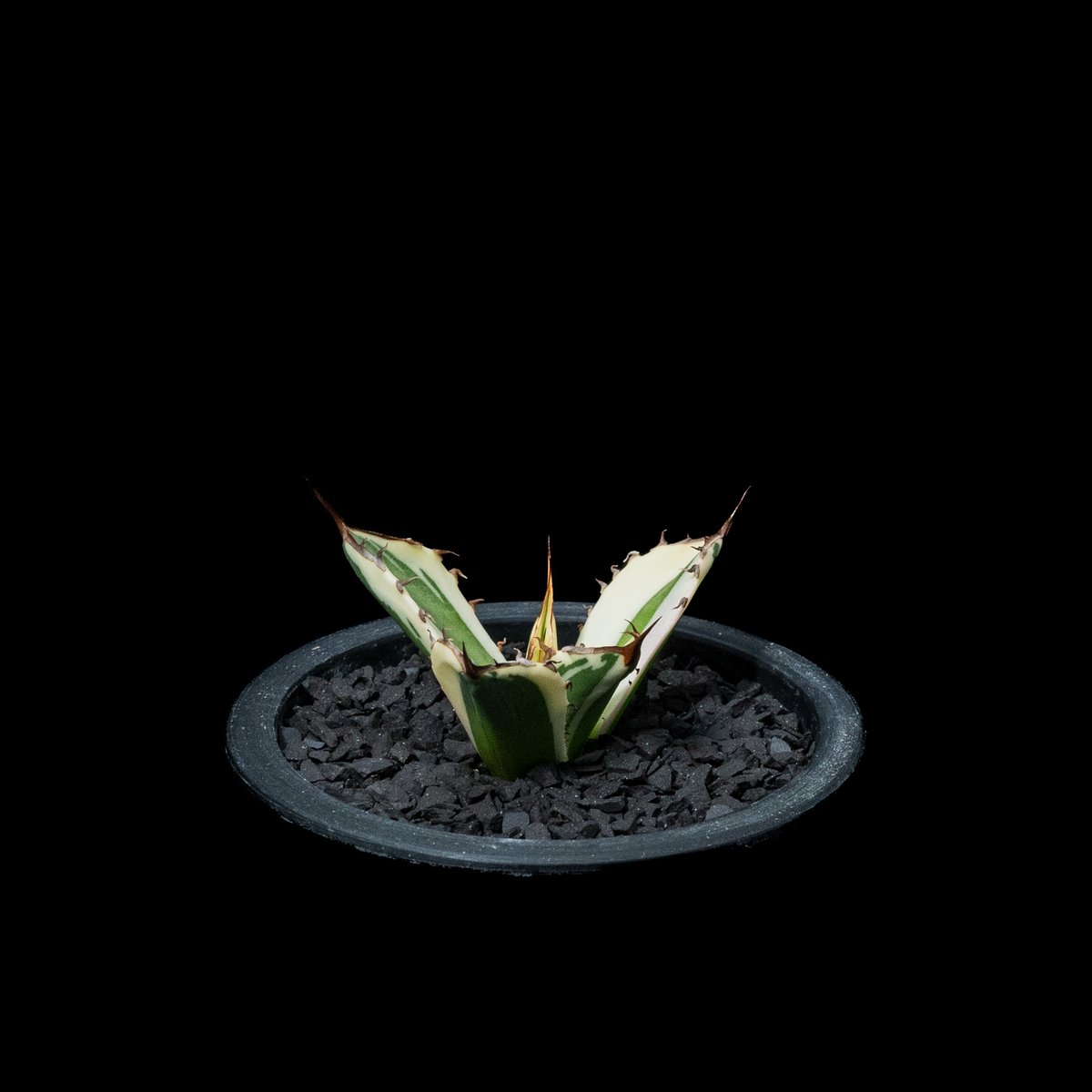 アガベ チタノタ スナグルトゥース / Agave titanota 'Snaggle Too